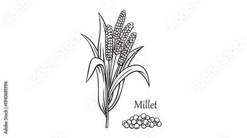 Millet plant with stalk, leaves, and a pile of seeds shown in a simple black and white line art style.