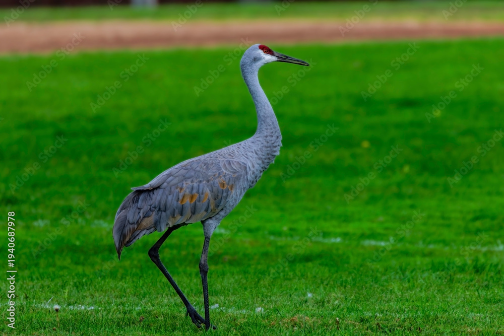Fototapeta premium The sandhill crane (Antigone canadensis). Native American bird a species of large crane of North America, feather coloration before flying south
