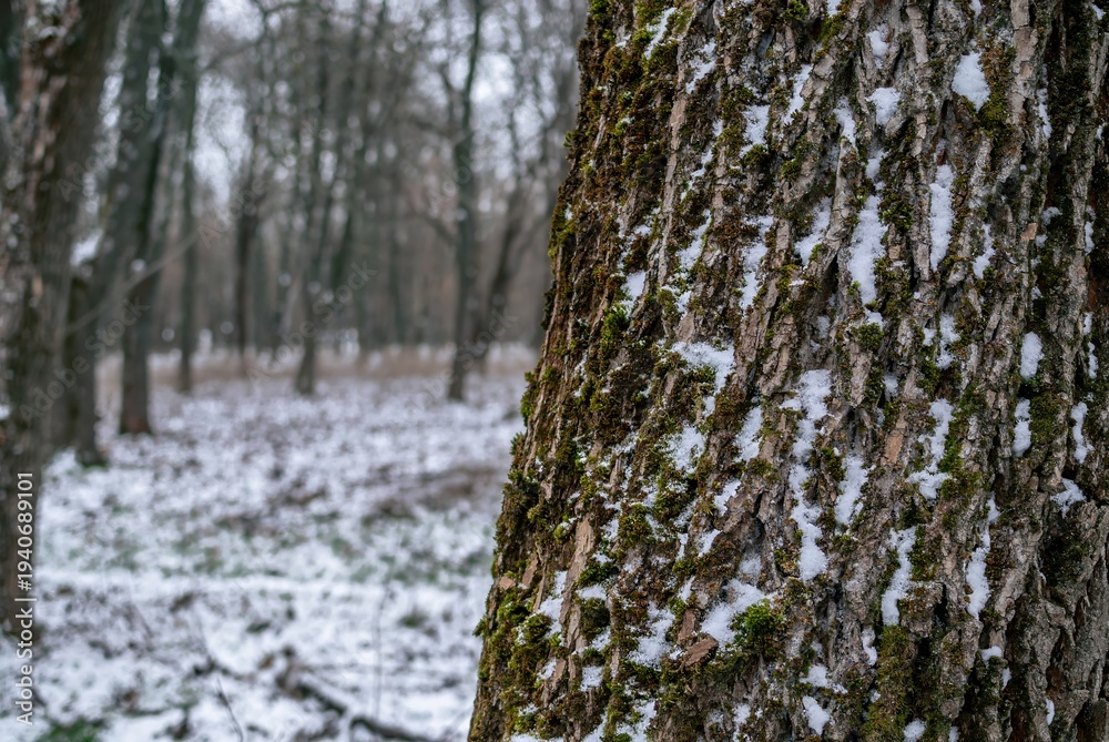 Fototapeta premium Frost touched bark and bryophyte growth on a winter tree