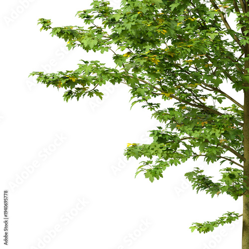 Plant branch isolated on transparent background. Green small tree branch isolated on transparent background. Young plant or tree leaves isolated on white background. Tree foliage PNG. Plant leaves PNG