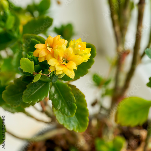 Yellow Blossoms on Green Foliage