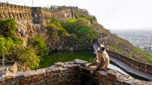 Canvas Print Monkeys in Chittorgarh Fort, UNESCO World Heritage Site, Chittorgarh city, India