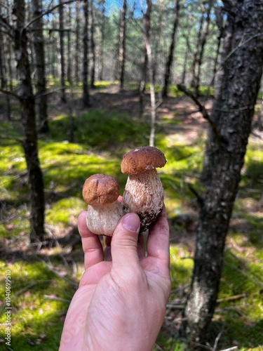 mushrooms in the forest
