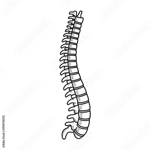 Human spine 3D illustration isolated on white background anatomy vector medical back bone skeleton