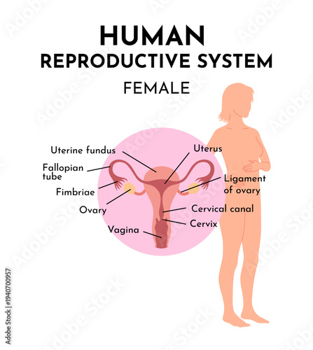 The female reproductive system consists of internal and external organs. It creates hormones and is responsible for fertility, menstruation. Medical Healthcare,vector illustration