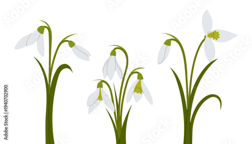 Set snowdrop flowers in different positions. Spring botanical illustration of delicate white snowdrops with green leaves isolated on white background.