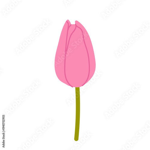 Pink tulip flower isolated on white background. Spring floral illustration of blooming tulip.