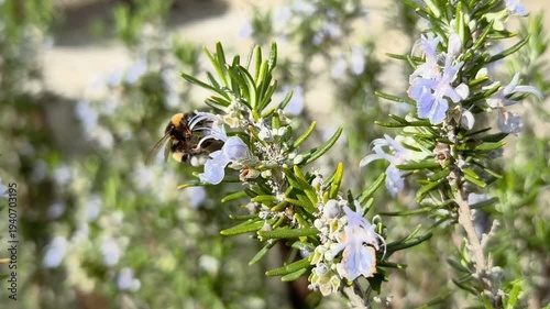 Bombus bee insect macro view while collect pollen on Rosemary flowers, 4k wild animal slow motion