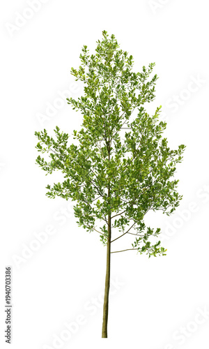 Single green small tree isolated on transparent background. Small plant isolated on transparent background. young plant or young tree isolated on white background. Small tree PNG. Small plant PNG.