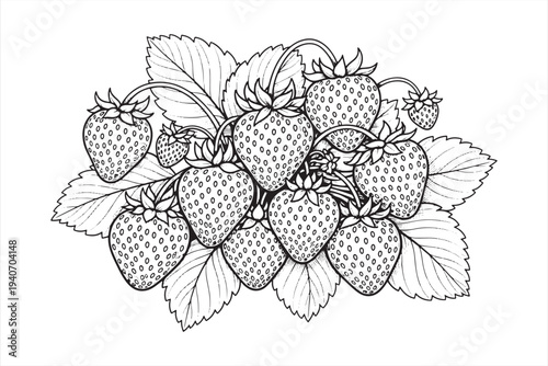Beautiful vector graphic illustration of a bunch of fresh strawberries with leaves and stems