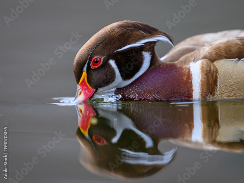 Wood duck (Aix sponsa)