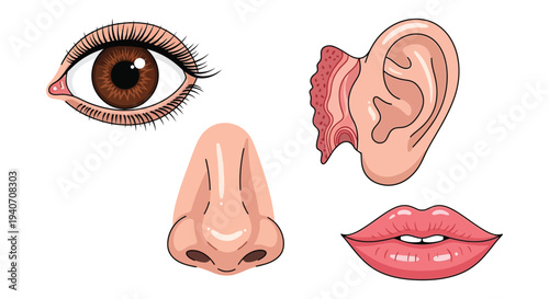 Detailed illustration showcasing human eye ear nose lips and a minimalist facial feature silhouette high quality professional detailed modern elegant stylish
