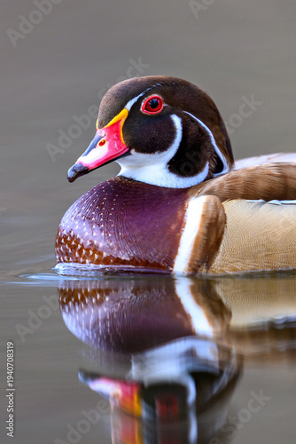 Wood duck (Aix sponsa)