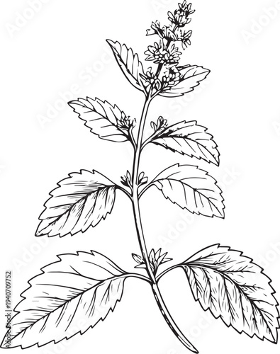 Catnip Hand-drawn Sketch Drawing Vector Illustration, Line Linear Symbol Black and White Engraving, Isolated