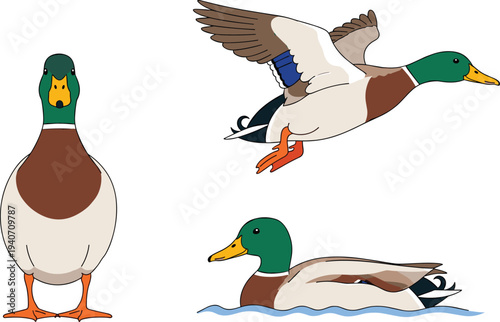 duck, mallard, bird, wildlife, vector, illustration, waterfowl, flying, swimming, standing, nature, animal, lake, pond, aquatic, isolated, set, ornithology, feathers, beak