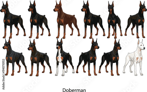 doberman, dog, breed, canine, guard, pet, animal, dobermanpinscher, security, protection, domestic, loyal, illustration, vector, collection, standing, pedigree, strong, guarddog, set