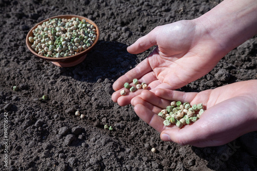 Planting green pea seeds in the garden in early spring