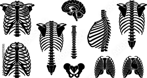 Set of human rib cages and brain isolated on white background
