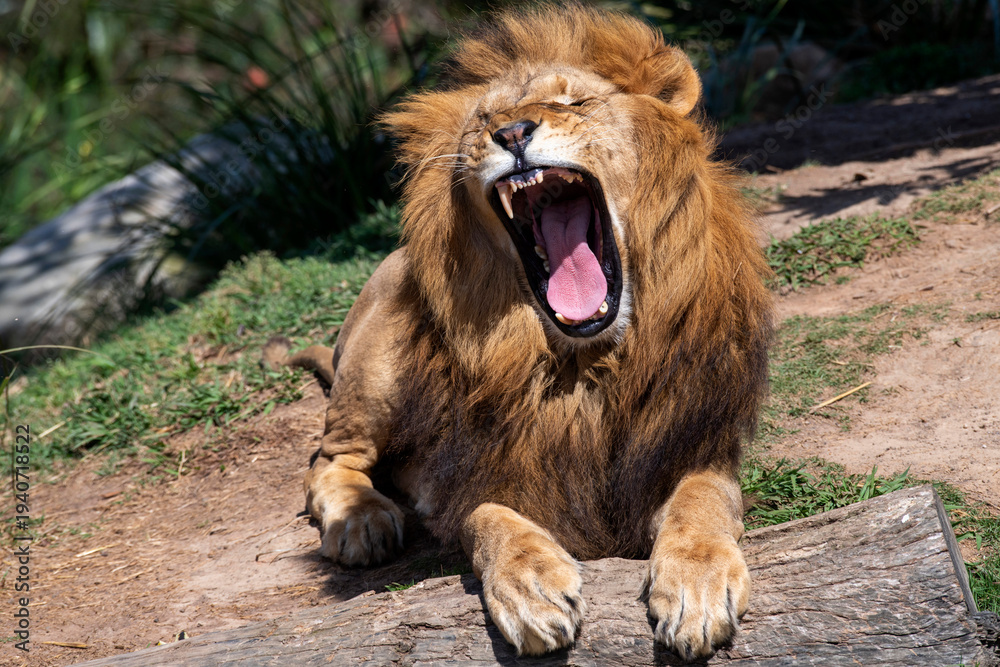 Obraz premium African Lion (Panthera Leo) Yawning