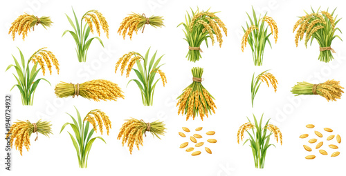 A charming watercolor collection of rice plants with golden ears, green stalks, tied sheaves, and loose grains for botanical crop illustrations and agricultural design.