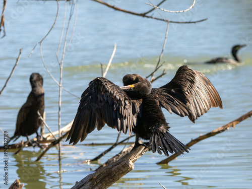Bild auf Leinwand Neotropic cormorant preening in Maricopa County, Arizona.