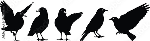 Five black silhouettes of birds in various poses
