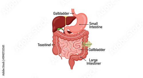 Detailed illustration depicting the human digestive system including organs like the liver and intestines silhouette high quality professional detailed modern elegant