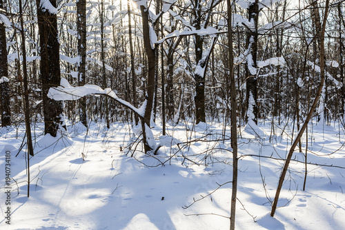 Canvas Print sun shines snow-covered trees in forest of park