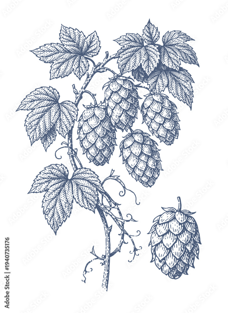 Obraz premium Vintage botanical illustration of hop cones and leaves in a detailed engraving style