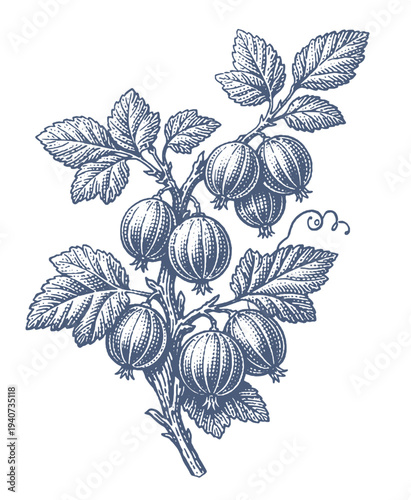 Vintage illustration of a gooseberry branch with ripe berries and leaves, plus two berries on the side