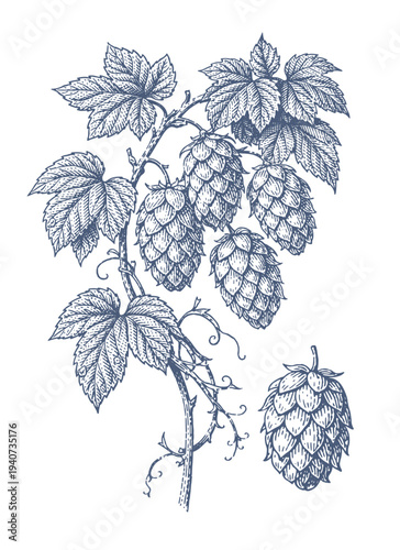 Vintage botanical illustration of hop cones and leaves in a detailed engraving style