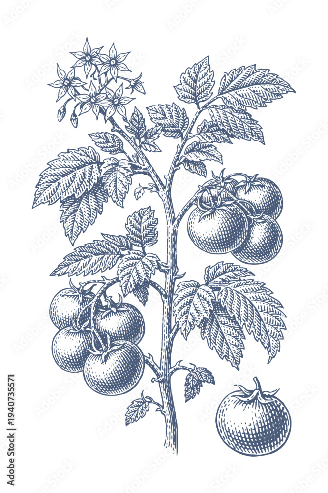 Naklejka premium Vintage botanical illustration of a tomato plant with ripe fruits and delicate flowers