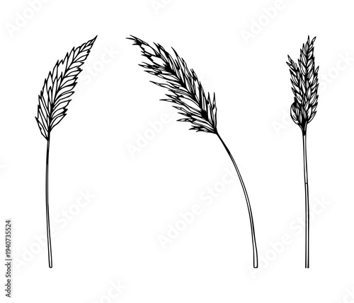 Pampas grass stalk set with single weight line drawing featuring bohemian style, dried plant, natural decor with simplicity and elegance