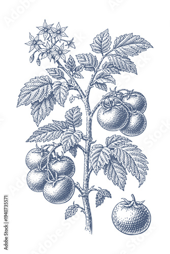 Vintage botanical illustration of a tomato plant with ripe fruits and delicate flowers