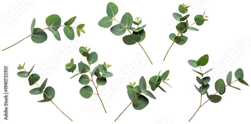 eucalyptus leaves png green eucalyptus branch png botanical greenery png transparent background image
