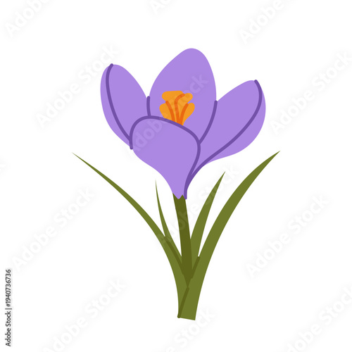 Purple crocus flower in flat style. Blooming spring botanical element isolated on white background for greeting card, floral decore and seasonal design.