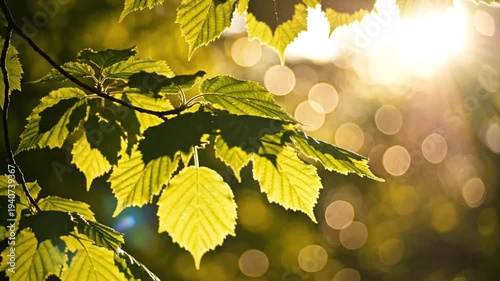 Fresh Green Leaves, Golden Sunlight, Bokeh Background, Natural Forest