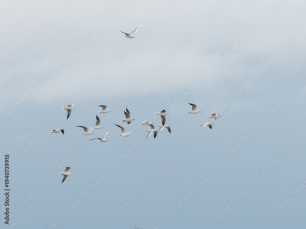 Fototapeta premium Vol de mouettes rieuses (Chroicocephalus ridibundus) dans un ciel blanc en Camargue, groupe d’oiseaux marins aux ailes déployées