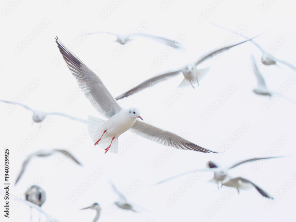 Obraz premium Vol de mouettes rieuses (Chroicocephalus ridibundus) dans un ciel blanc en Camargue, groupe d’oiseaux marins aux ailes déployées