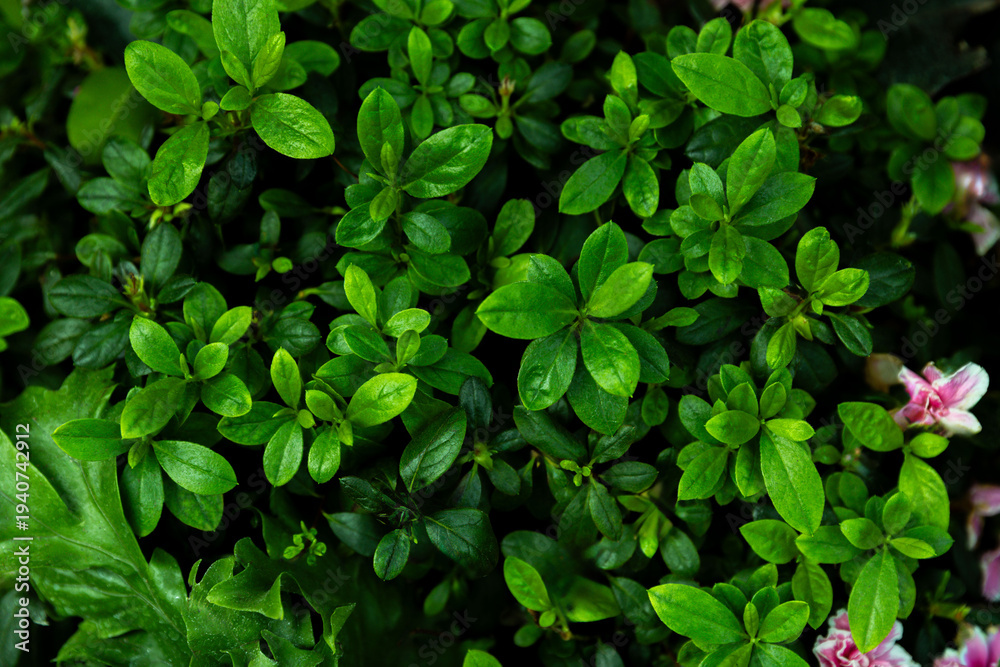 Fototapeta premium Fresh Green Azalea Leaves Natural Foliage Background