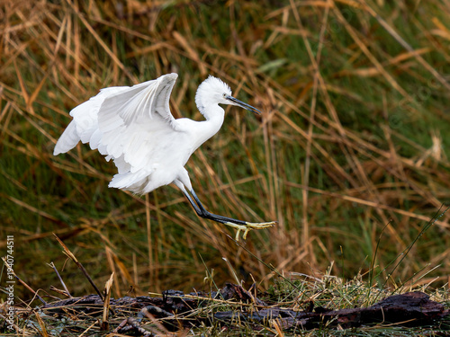 Bild auf Leinwand Aigrette garzette (Egretta garzetta) décollant au-dessus d’une zone humide, écha