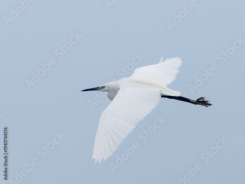 Foto Aigrette garzette (Egretta garzetta) en vol au-dessus d’une zone humide, oiseau