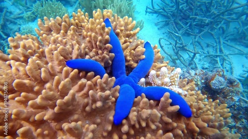 Vivid blue Linckia laevigata starfish contrasting with textured beige coral on a tropical Fiji reef, vibrant marine biodiversity in clear shallow Pacific waters. Explore underwater wild nature