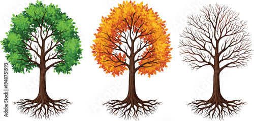 Tree life cycle vector illustration showing seasonal changes from green summer leaves to autumn orange and bare winter branches with roots