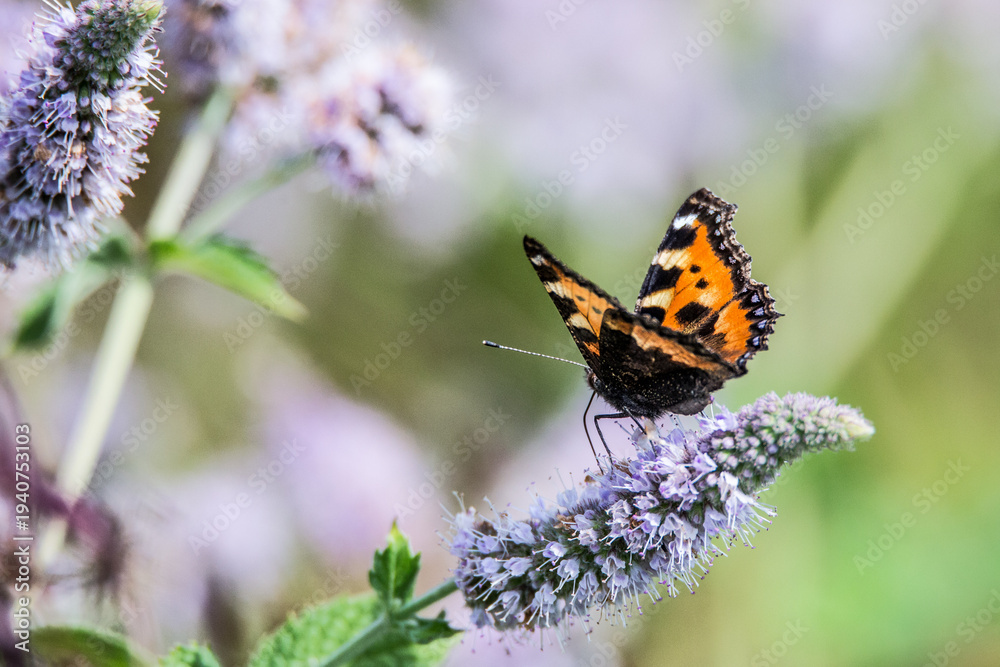 Fototapeta premium Small tortoiseshell