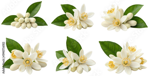 neroli flower png orange blossom png citrus flower bloom png fragrant neroli png transparent background image