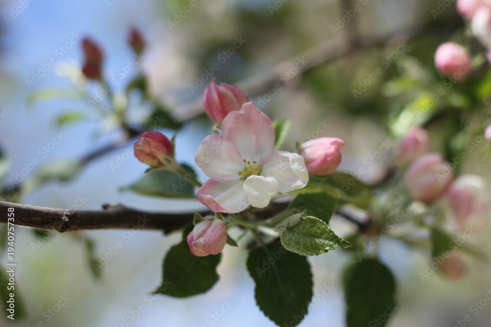 Obraz premium Elegant delicate apple blossom cluster with pink buds against a soft-focus blue sky