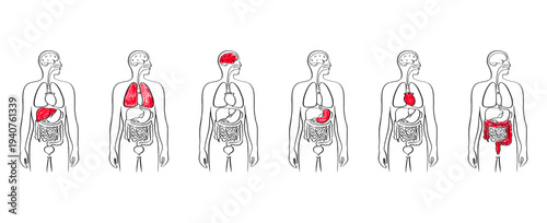 Internal Organs Sketch