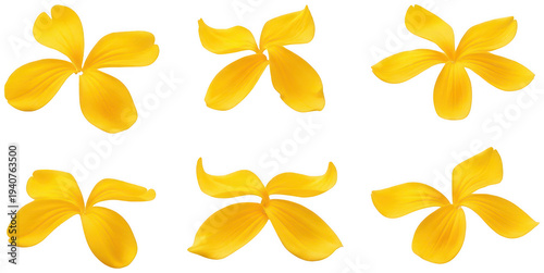 yellow petals scatter png flower petal overlay png falling petals png transparent background image