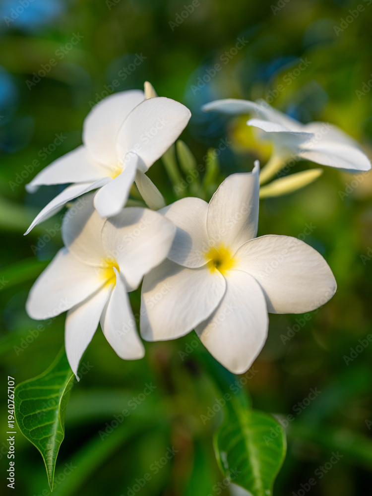 Fototapeta premium white plumeria flowers